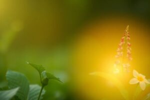 ๐ฑ How Adaptogens Support Thyroid Function (The Stress-Hormone Connection Explained) Adaptogenic herbs like Ashwagandha, Schisandra, and Holy Basil arranged with a glowing thyroid illustration in the background.