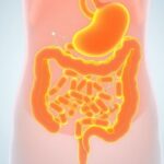 Illustration showing gut healing after antibiotics with restored microbiome.
