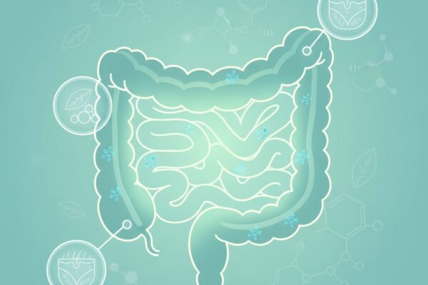 Illustration showing reduced gut inflammation leading to healthier body and skin.