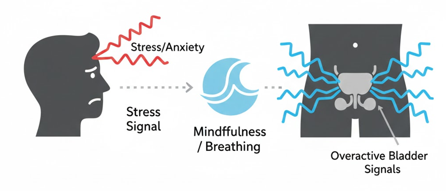 Conceptual diagram showing how stress signals from the brain can trigger overactive bladder symptoms in the pelvis, and how calming techniques can intercept this connection.