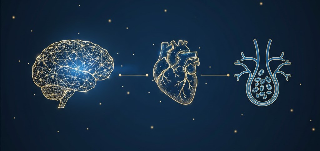 Performance anxiety erectile dysfunction stress and arousal pathway illustration