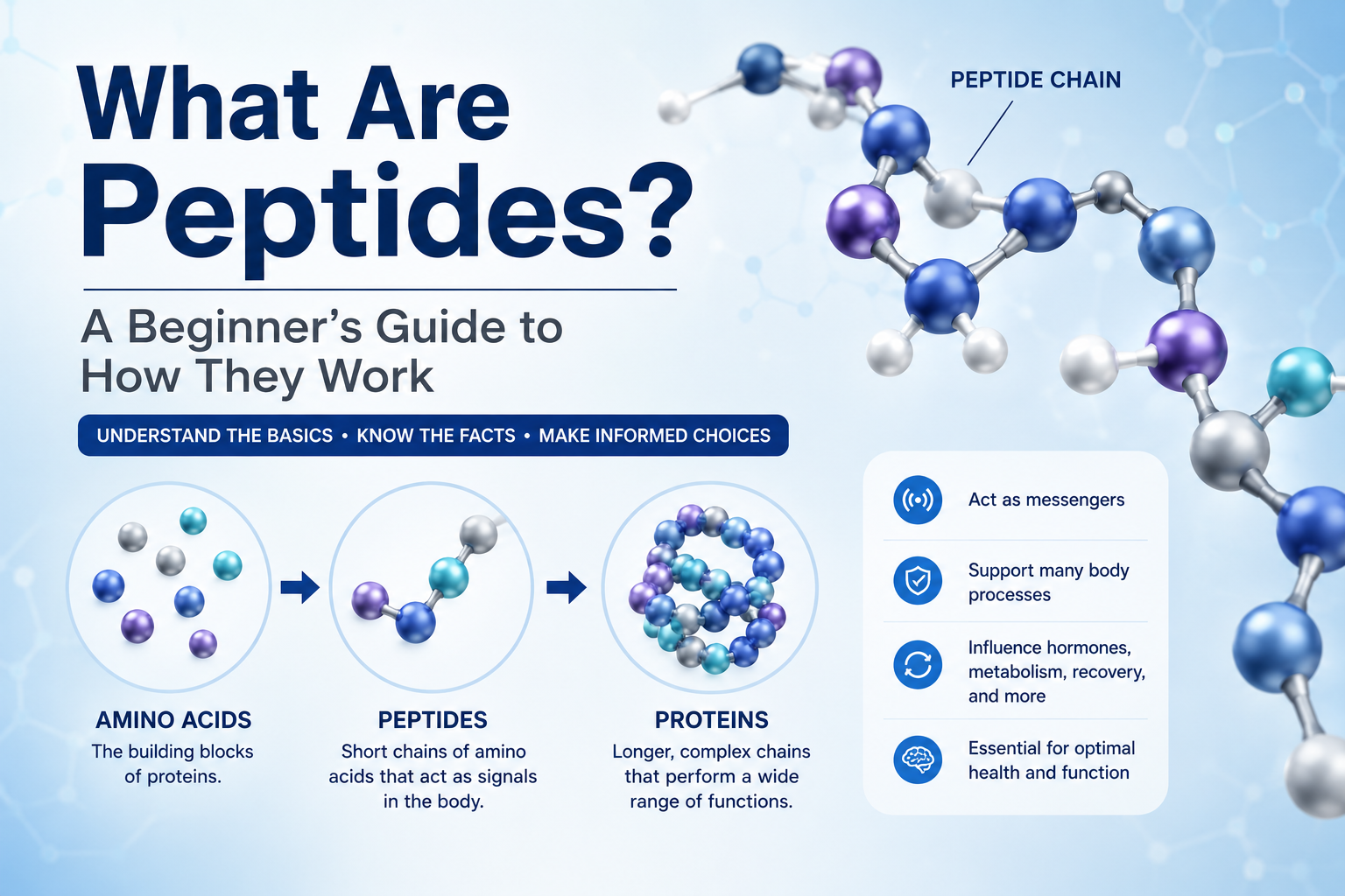 Diagram showing amino acids, peptides and proteins